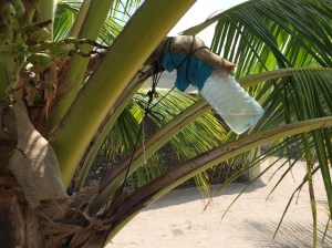 Collecting palm sap which makes for a sweet and refreshing drink