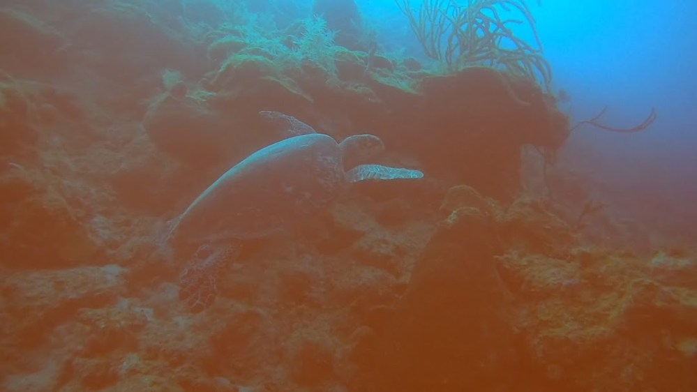 GH010480_1646576678331